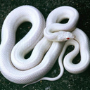 bluebluenail-blog avatar