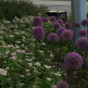 bluecherrykisses avatar