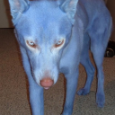 bluedeliriumguineapig avatar