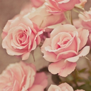 blueflowersandredfire avatar