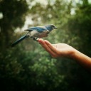 bluejay15 avatar