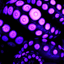 bluesandpurples avatar