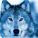 blueskywolf09 avatar