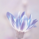 blushingwisteria-blog-blog avatar