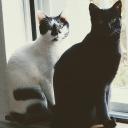 bobbybelongedtoallofus avatar