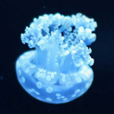 bobthejellyfish avatar