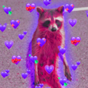 bog-raccoon avatar