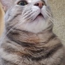 bokhooto-senpai avatar