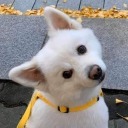 bold-and-classy avatar