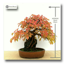 bonsai-357 avatar