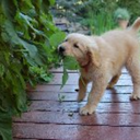 books-and-puppies avatar