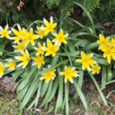 books-muffins-and-flowers avatar