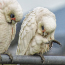 booksofwhynot avatar