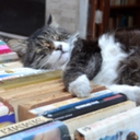 bookstorecat avatar