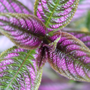 boredomfilledbeauty avatar