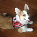 bostonservicedog avatar