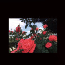 bottledtearsnowihavefive avatar