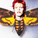 bowie-moth-blog-blog avatar