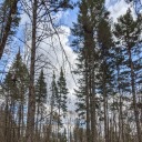 bramblescratch avatar