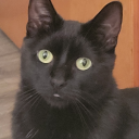 bravelittlebroody avatar