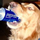 breadeddragon avatar