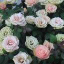 bridgetfelicity avatar