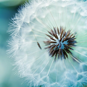 brightauroranight avatar