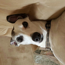 brindle-snoothounds avatar