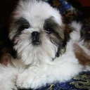 brodie-tzu avatar