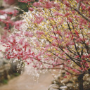 brokenroyalpalace avatar