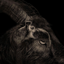 brokensleepss avatar