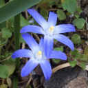 bruised-baby-bug avatar