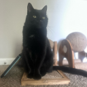 brunettecosette avatar