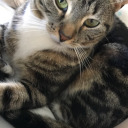 bryanacarstairs avatar