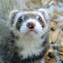 bscferrets avatar