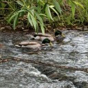 bubblegumchat avatar