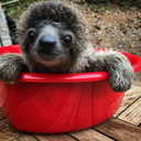 bucket-of-sloths avatar