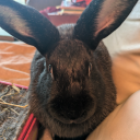 buckwildrabbitry avatar