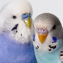 budgiechops avatar