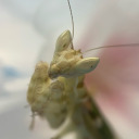 bugsandnaturethings avatar