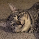 buildingroses avatar