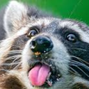 buisnessraccon avatar