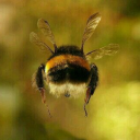 bumblebee9 avatar