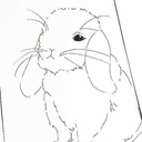 bunniesoverflowers avatar