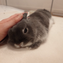 bunnyluv avatar