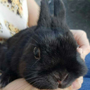 bunnysuggest avatar