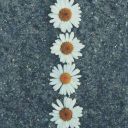 buralardabiurlolcakti avatar