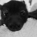 burning-willow33 avatar