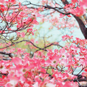 burnt-daffodil avatar