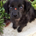 buryingmyself avatar